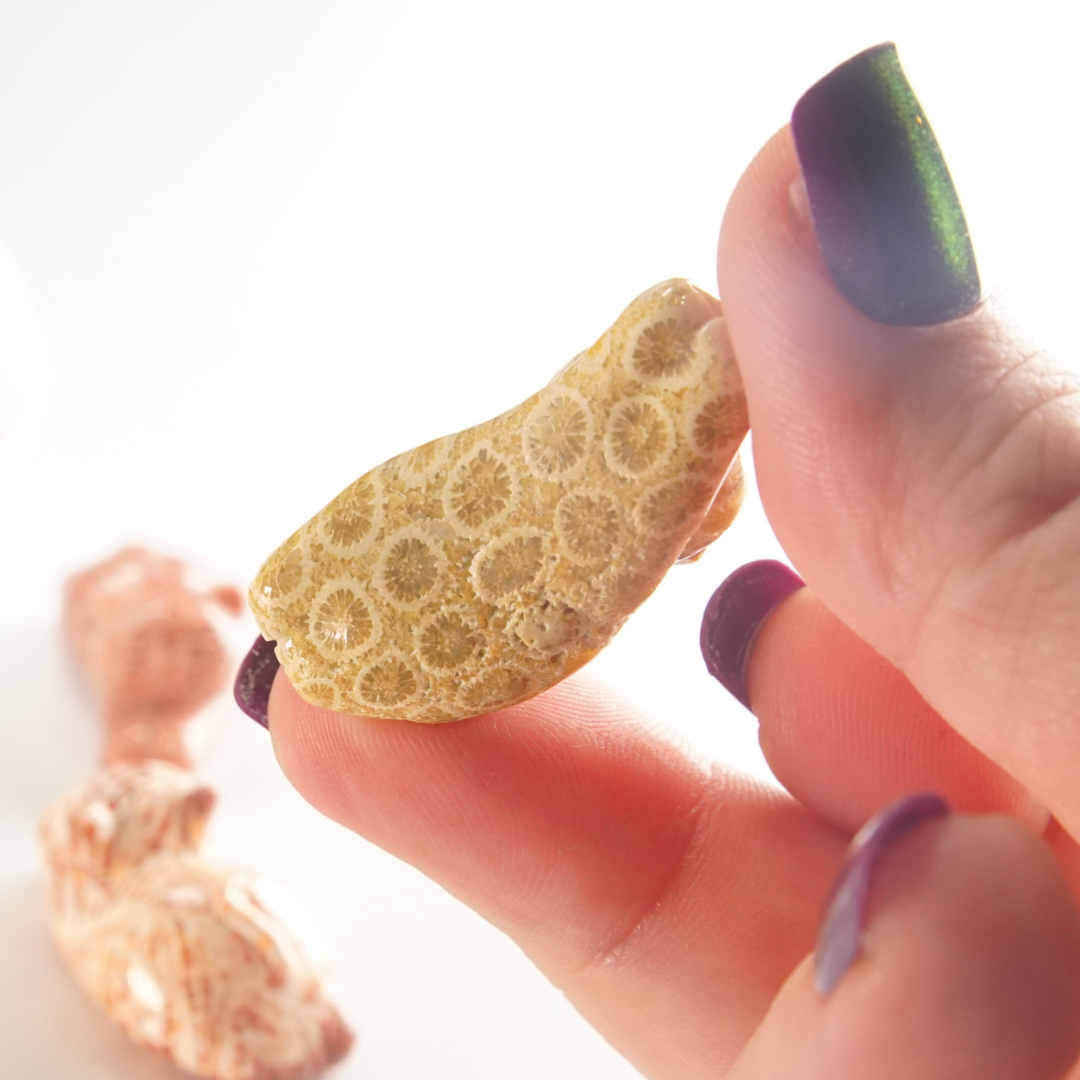 MINI Coral Jasper Stretching Cat Carving | Intuitively Chosen