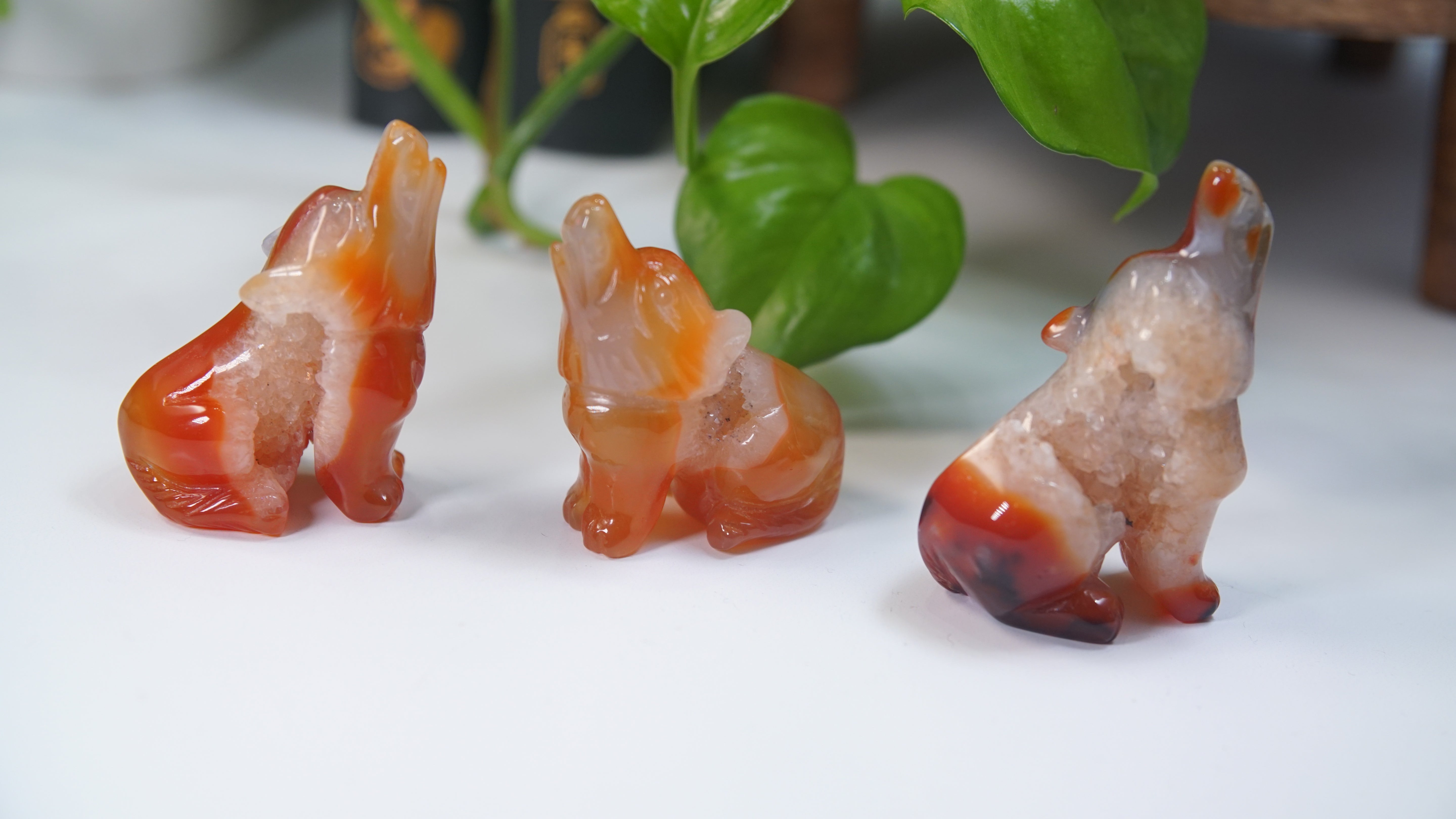Druzy Carnelian Wolf Boutique Carvings