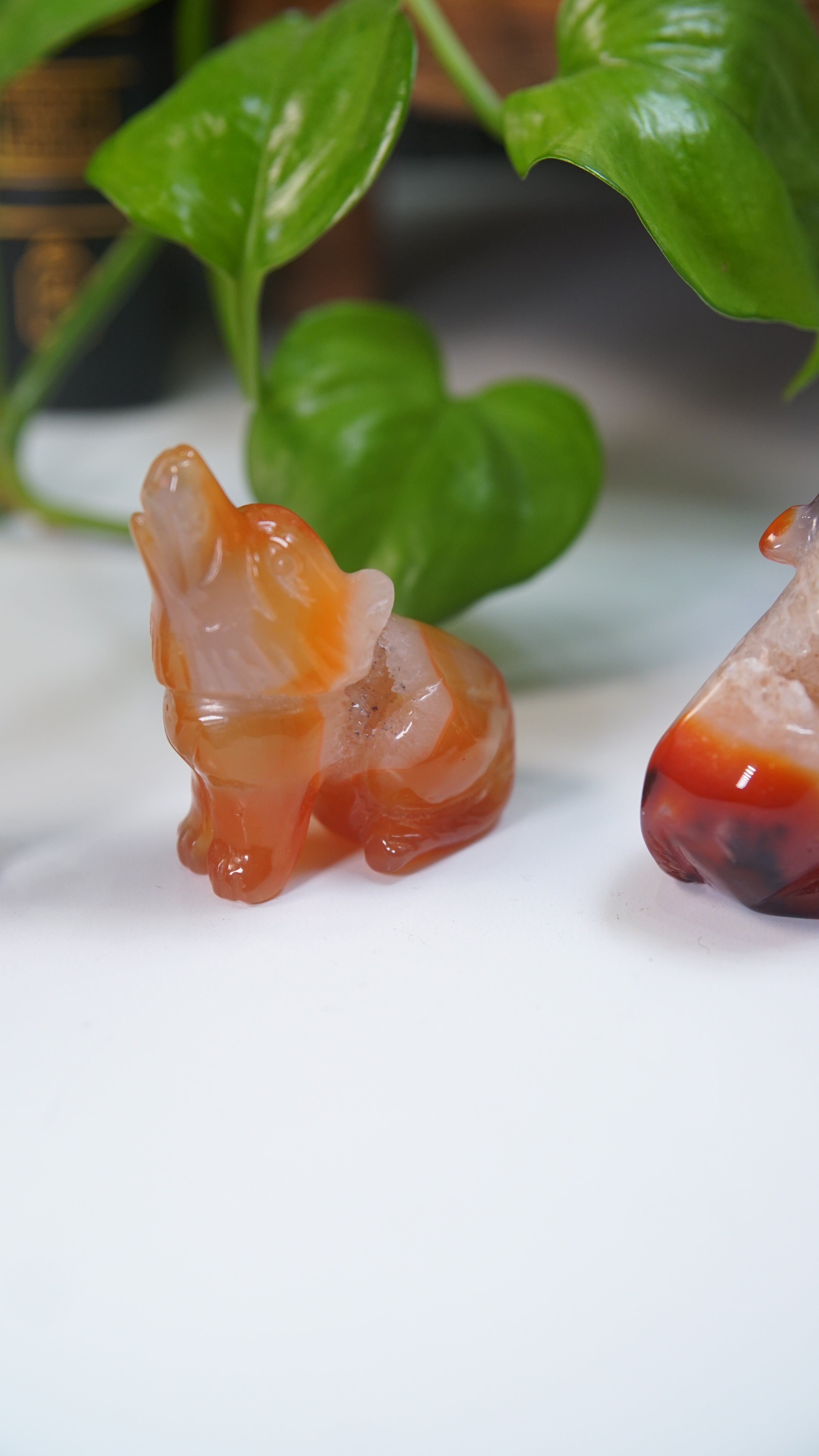 Druzy Carnelian Wolf Boutique Carvings