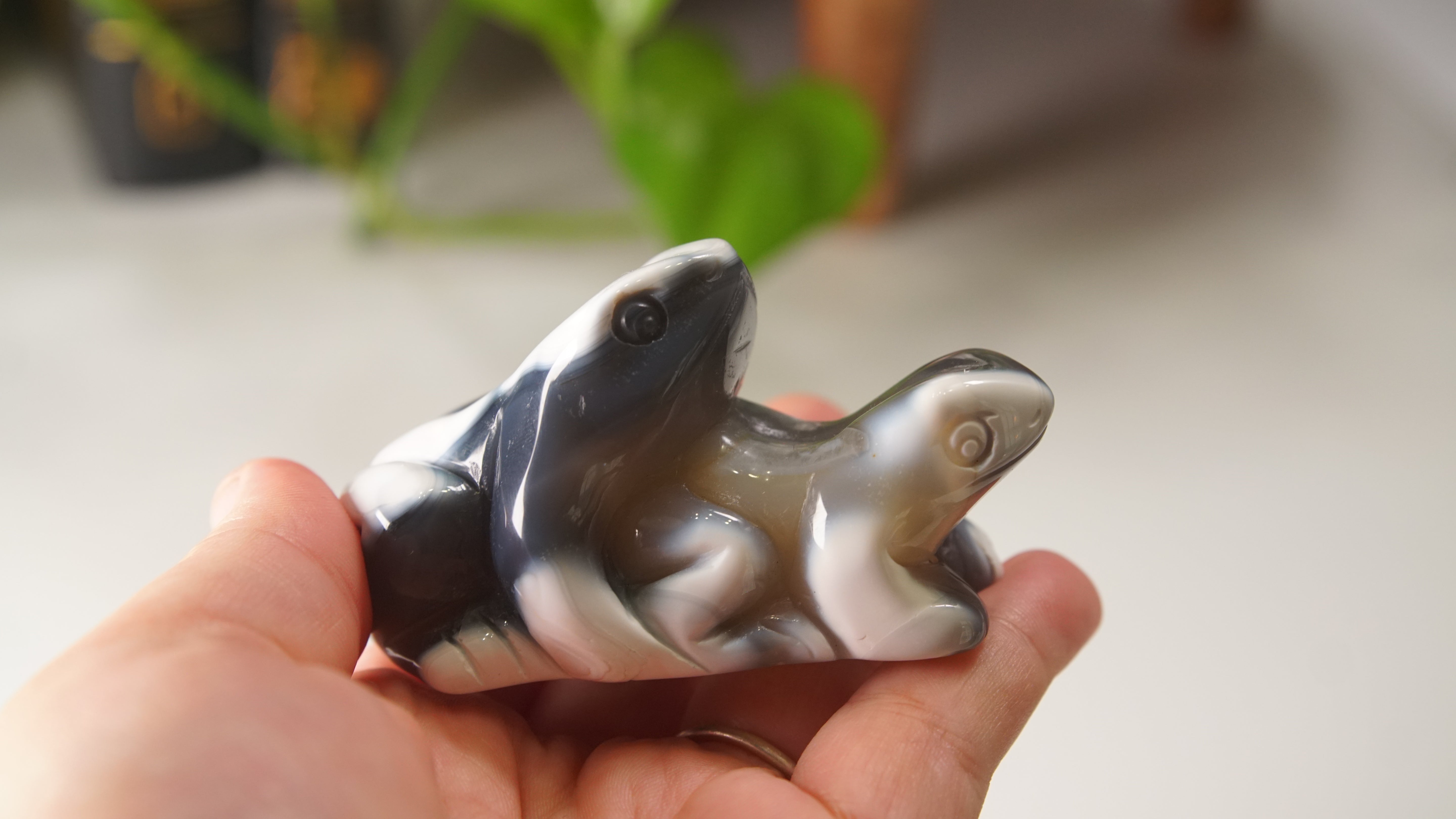 Orca Agate Frog Duo Boutique Carving