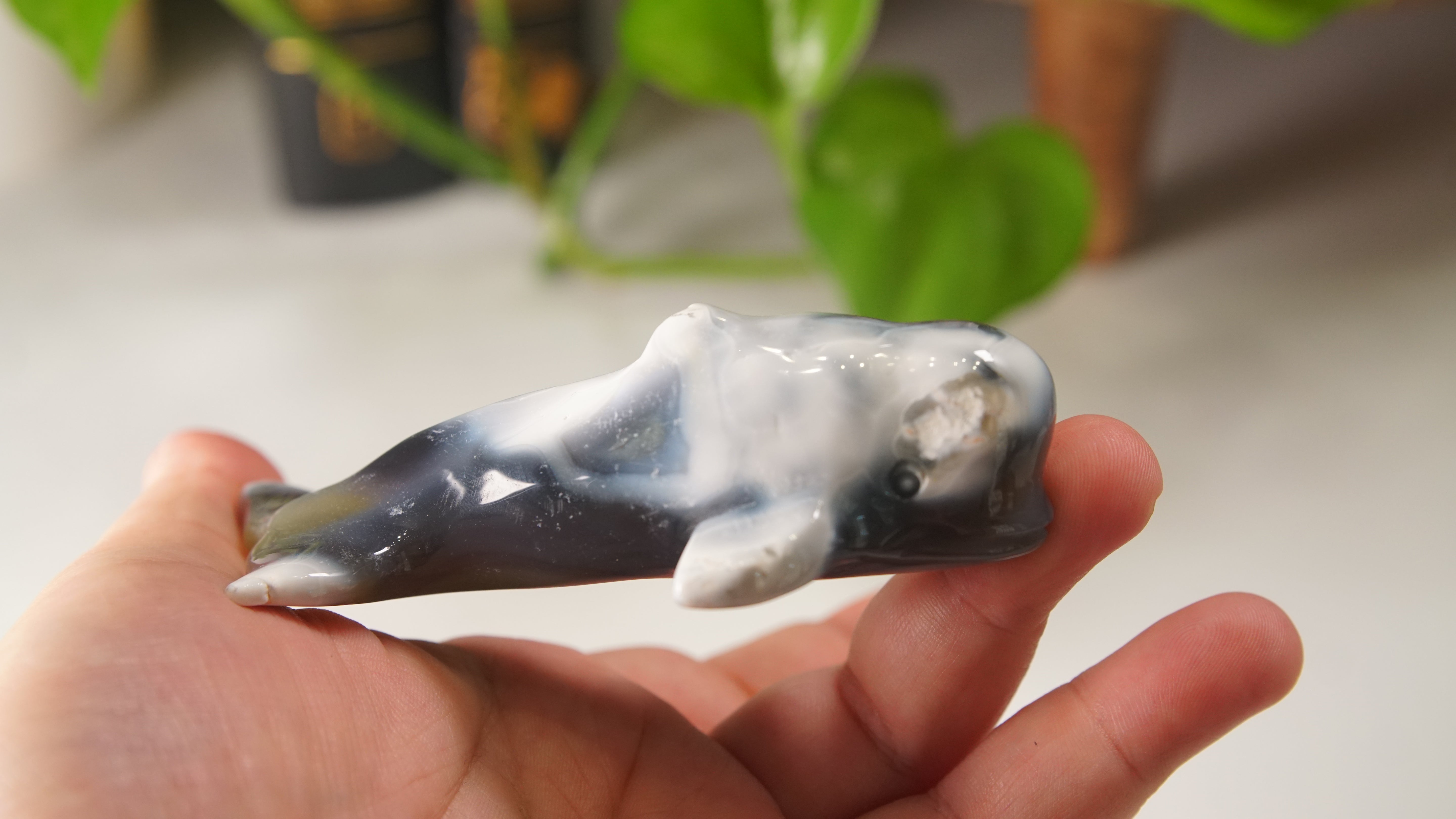 Orca Agate Small Whale Boutique Carving