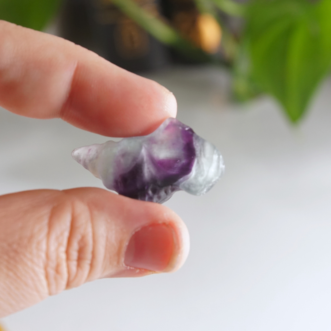 MINI Candy Fluorite Seashell Carving | Intuitively Chosen
