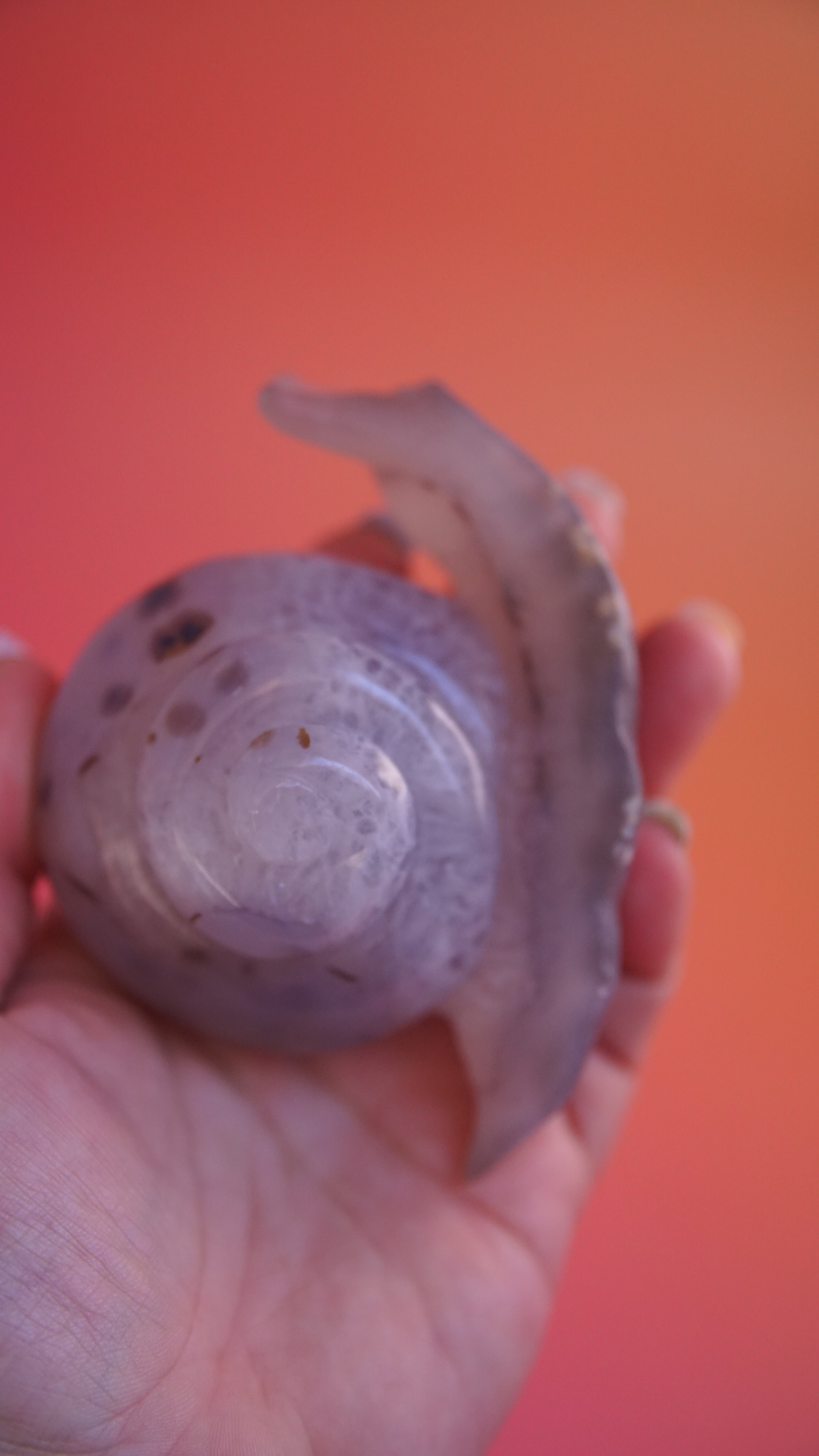 Gorgeous Agate Boutique Snail Carving | Crystal Carving Statement Piece
