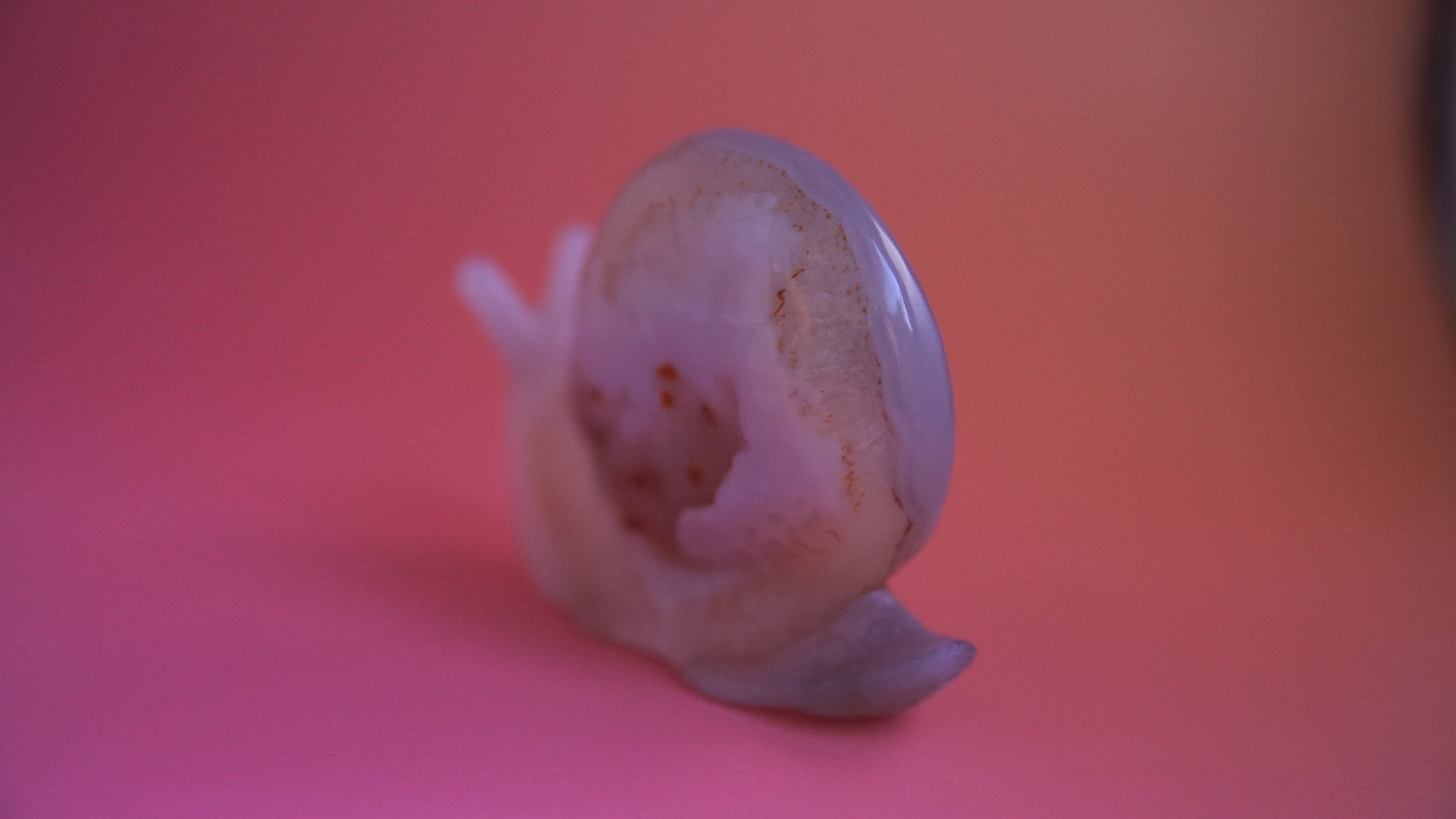 Gorgeous Agate Boutique Snail Carving | Crystal Carving Statement Piece