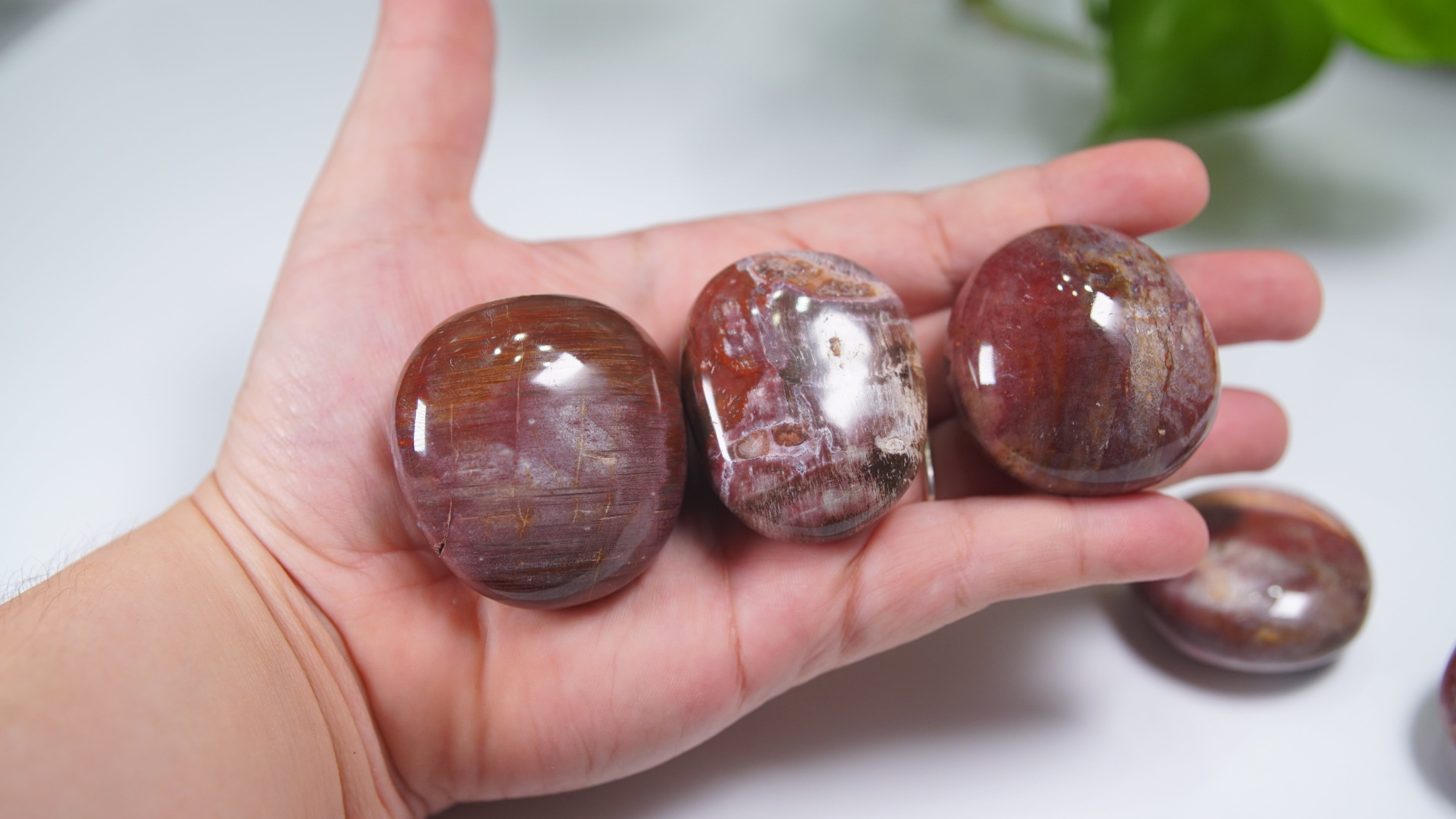 Pink & Red Petrified Wood Palm Stones - Intuitively Selected