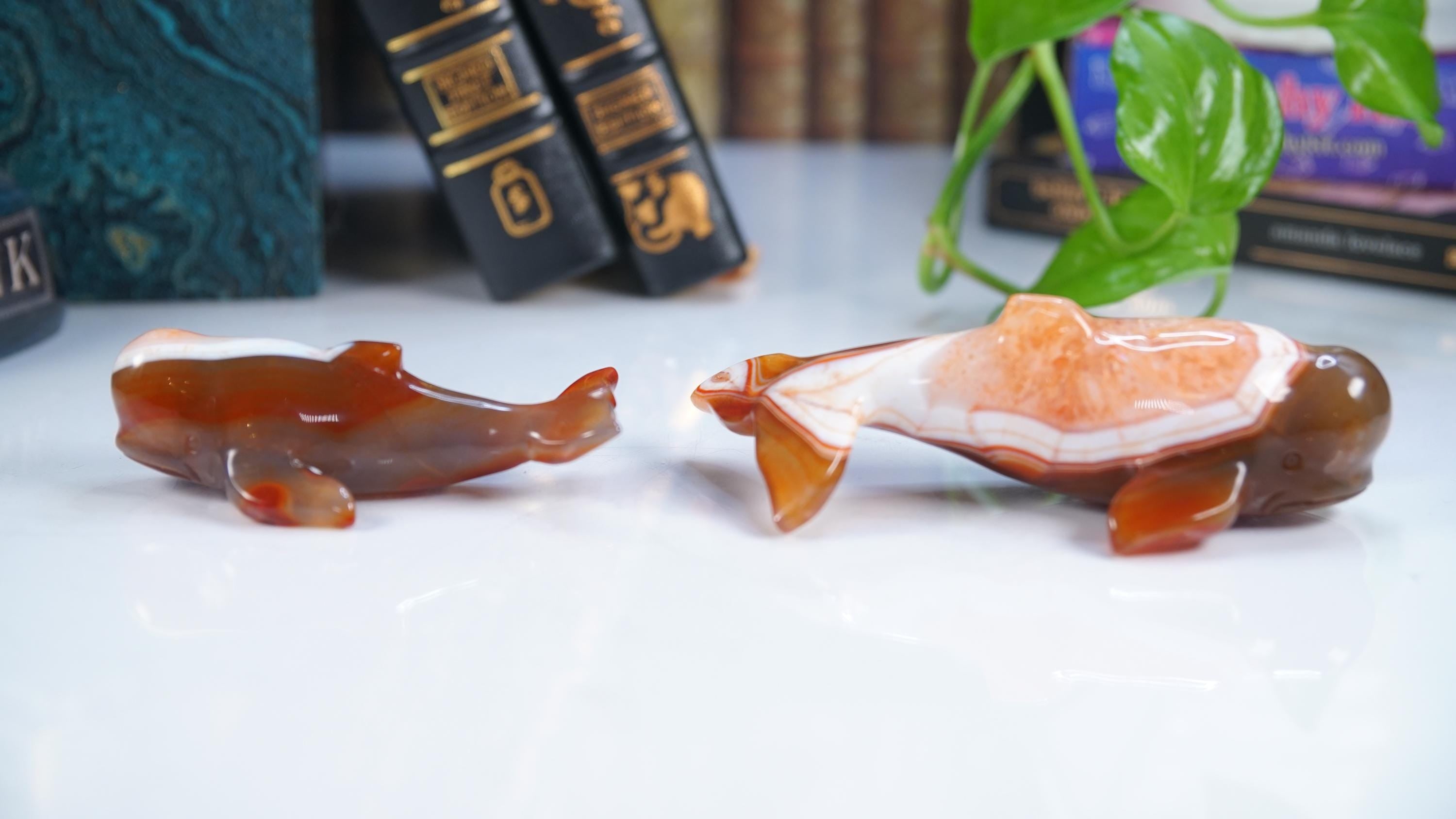 Red Carnelian Beluga Whale Stone Carving Sculpture Healing Altar Reiki Feng Shui Altar