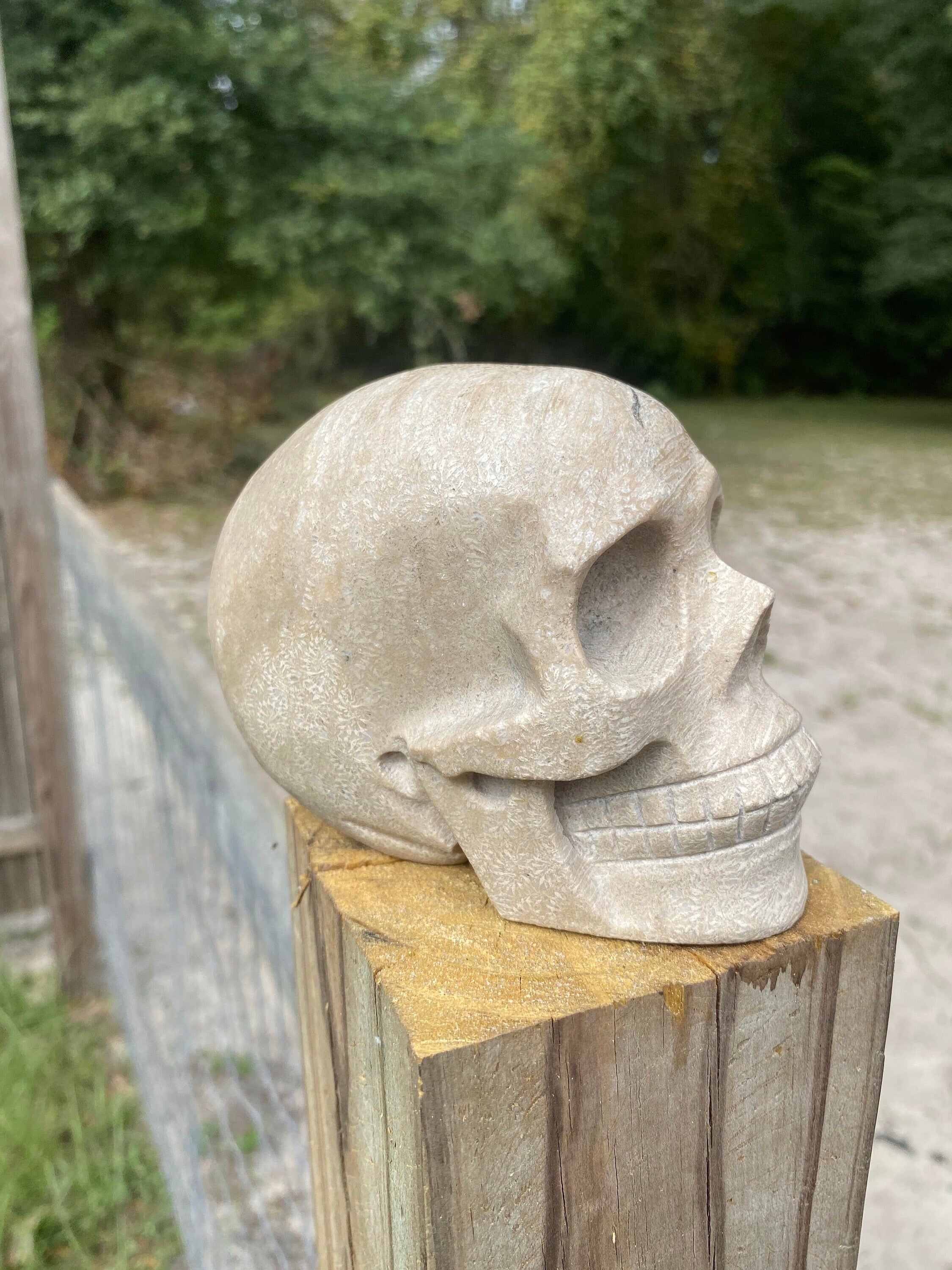fossilized jasper skull side