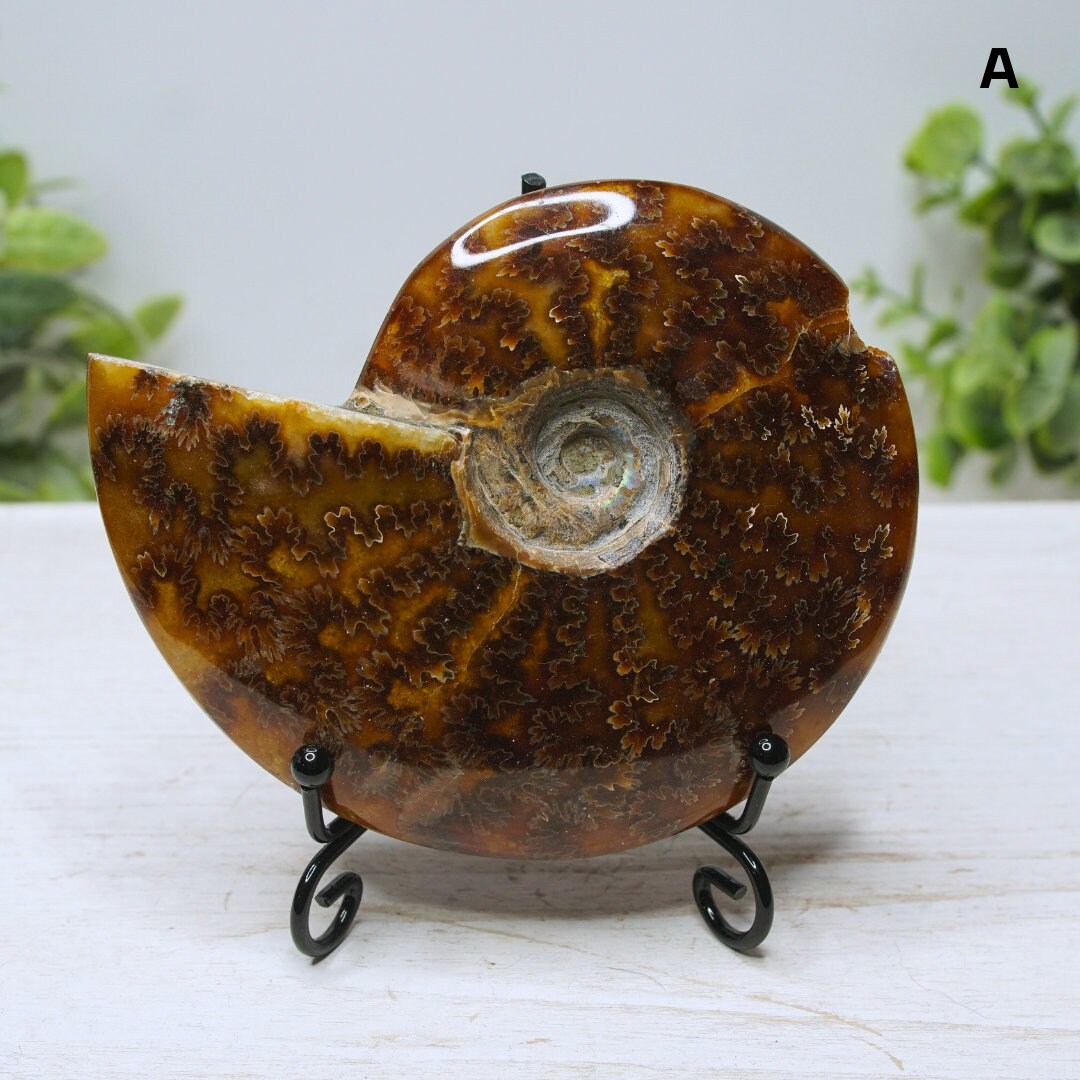 Large Ammonite Fossil Shell Opalized Ammonite