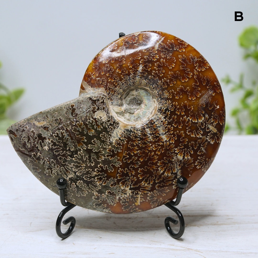 Large Ammonite Fossil Shell Opalized Ammonite