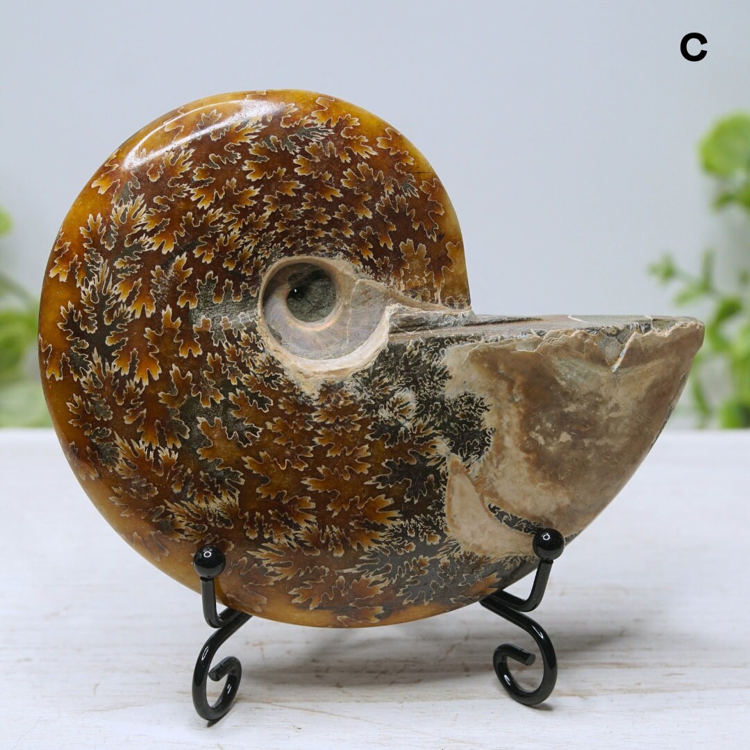 Large Ammonite Fossil Shell Opalized Ammonite