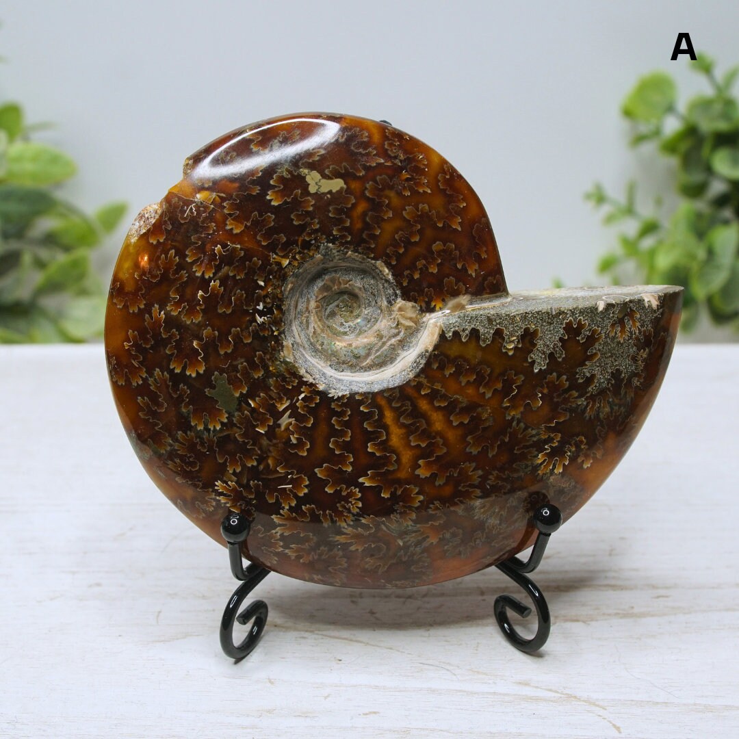 Large Ammonite Fossil Shell Opalized Ammonite