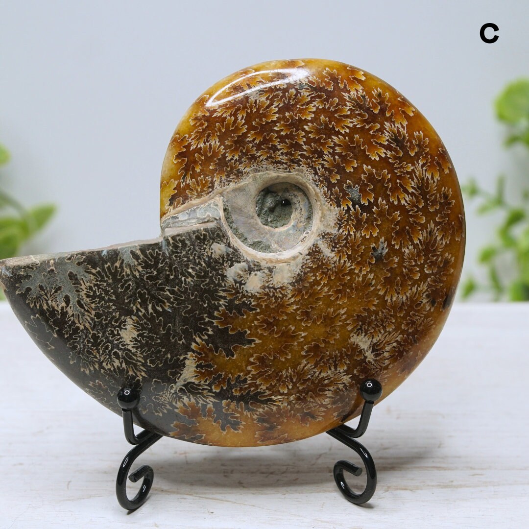 Large Ammonite Fossil Shell Opalized Ammonite
