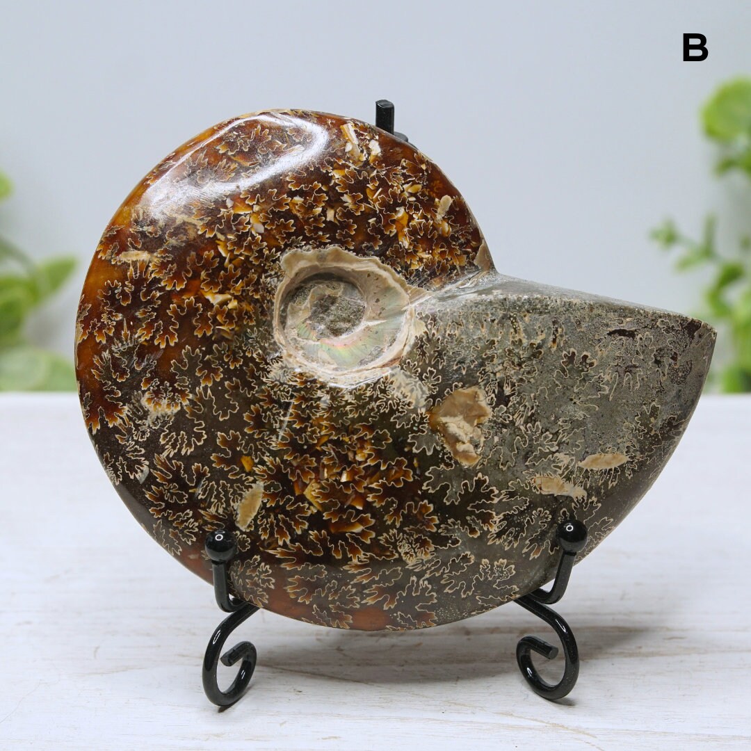 Large Ammonite Fossil Shell Opalized Ammonite