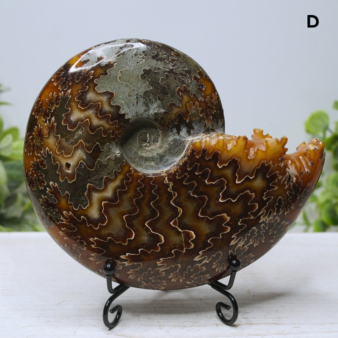 Large Ammonite Fossil Shell Opalized Ammonite