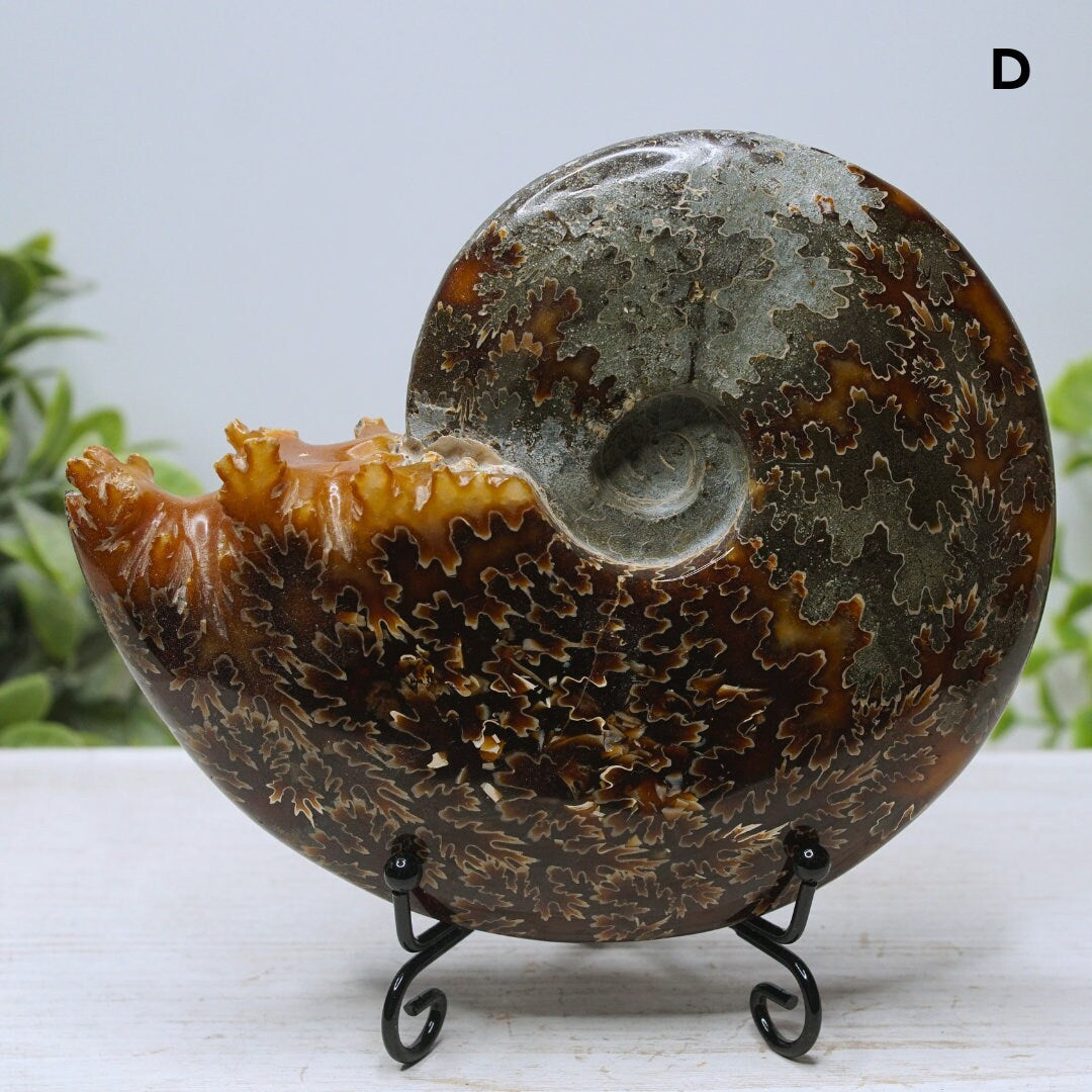 Large Ammonite Fossil Shell Opalized Ammonite